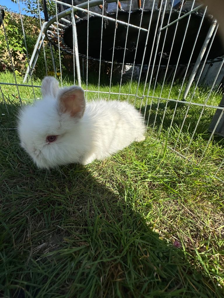 Lionhead bunnies 