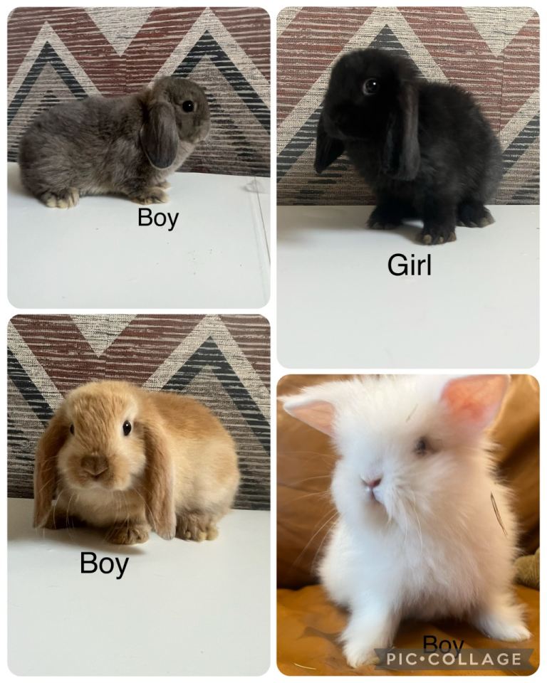 Beautiful mini lops and double maned lionhead 
