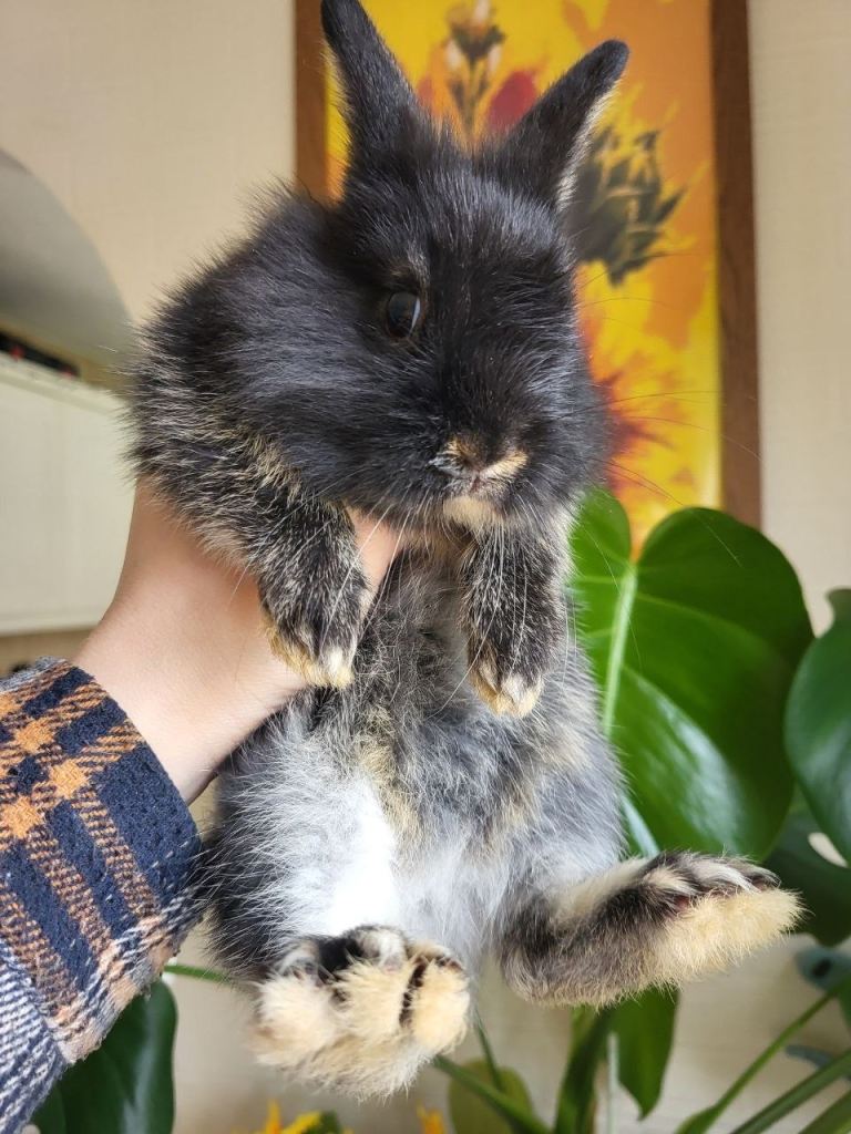 beautiful little rabbits
