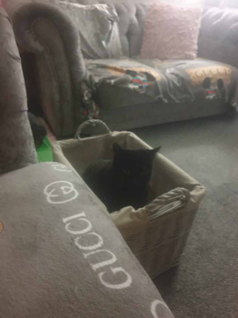 Beautiful  female  cats