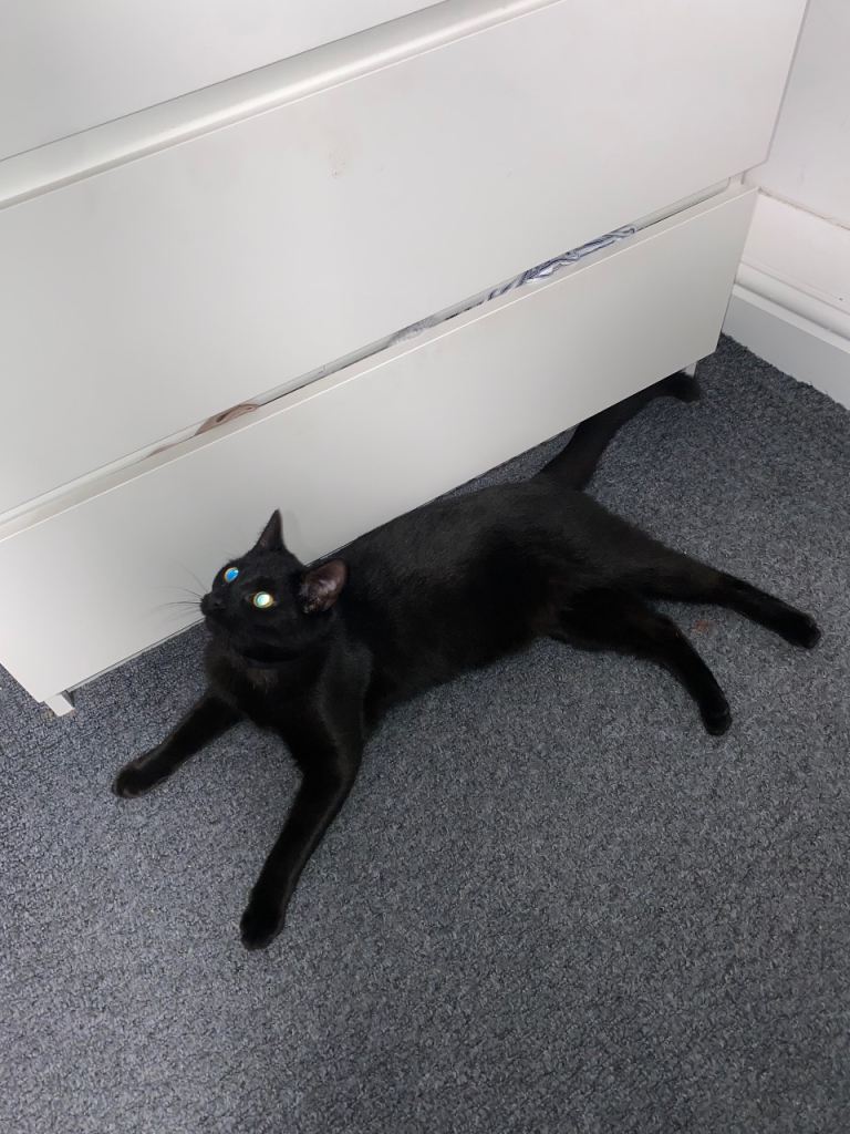 Two Beautiful Black & White Cats – 6–9 Months Old – Ready for Loving Homes 🤍🖤