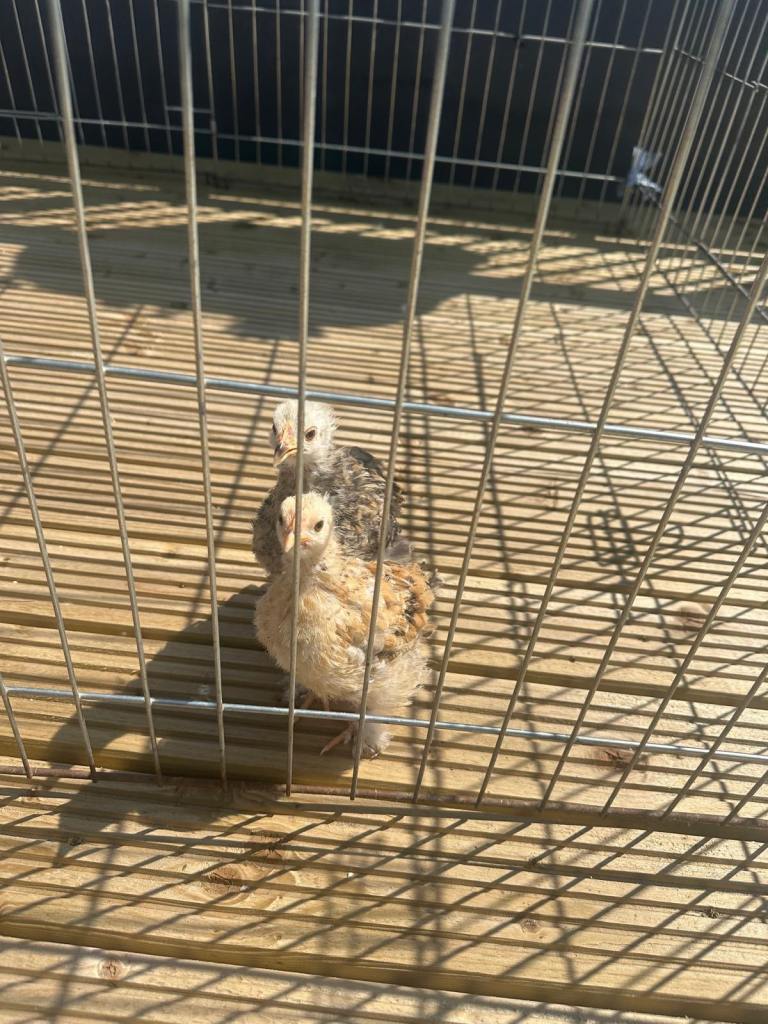 Chicks for sale + run 