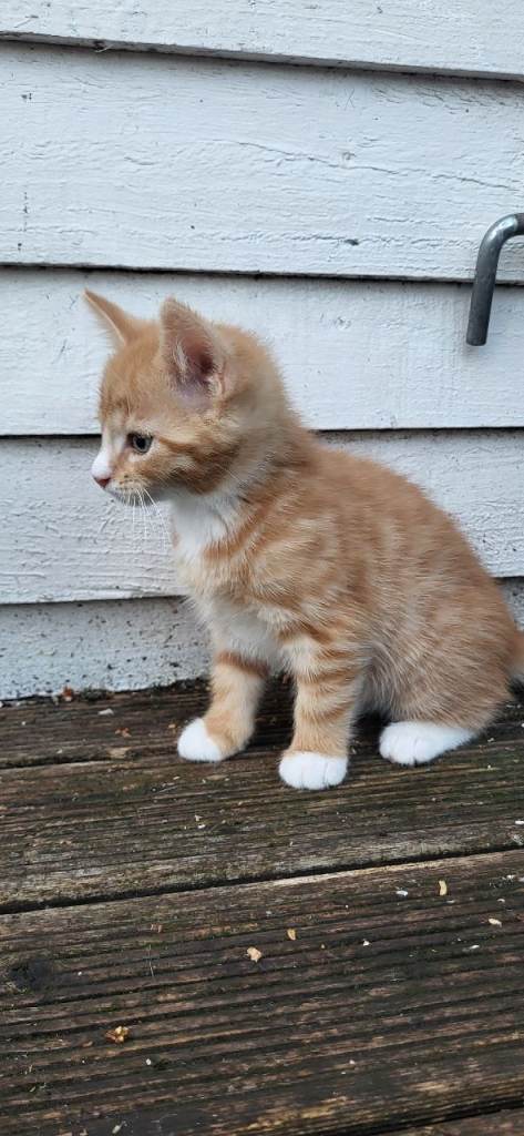 beautiful kittens looking good a home 