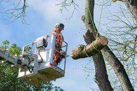 🌳✨ Expert Tree Surgeon in London | Safe, Skilled & Reliable Tree Care Services 🌿🌆