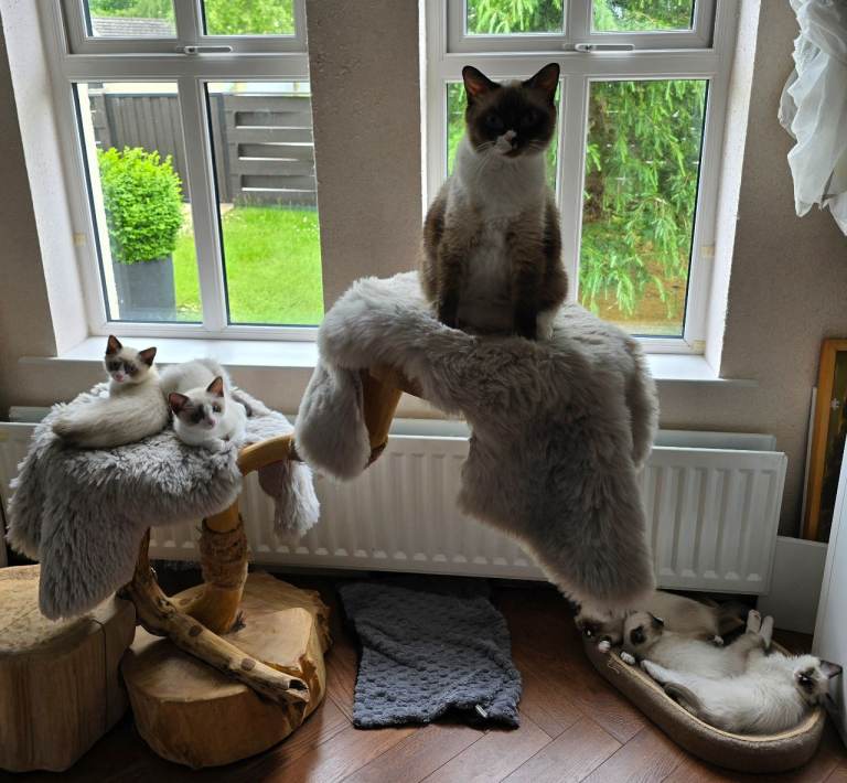 Ragdoll kittens