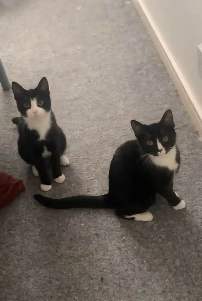 Young sisters 8 months old needs rehoming