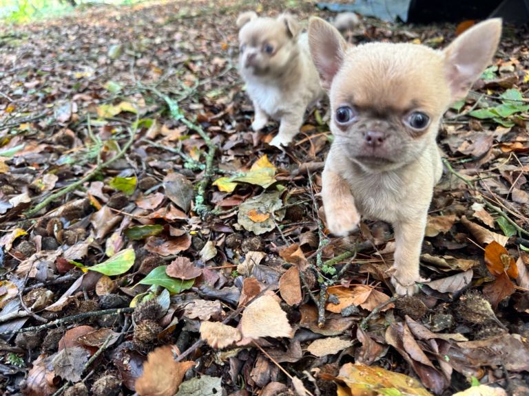 Quality Adorable Chihuahuahua Puppies