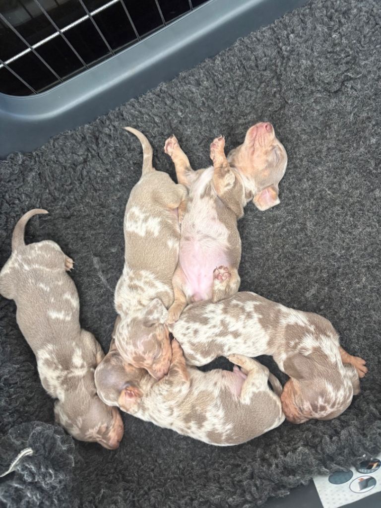 Minature Dashound puppy’s 