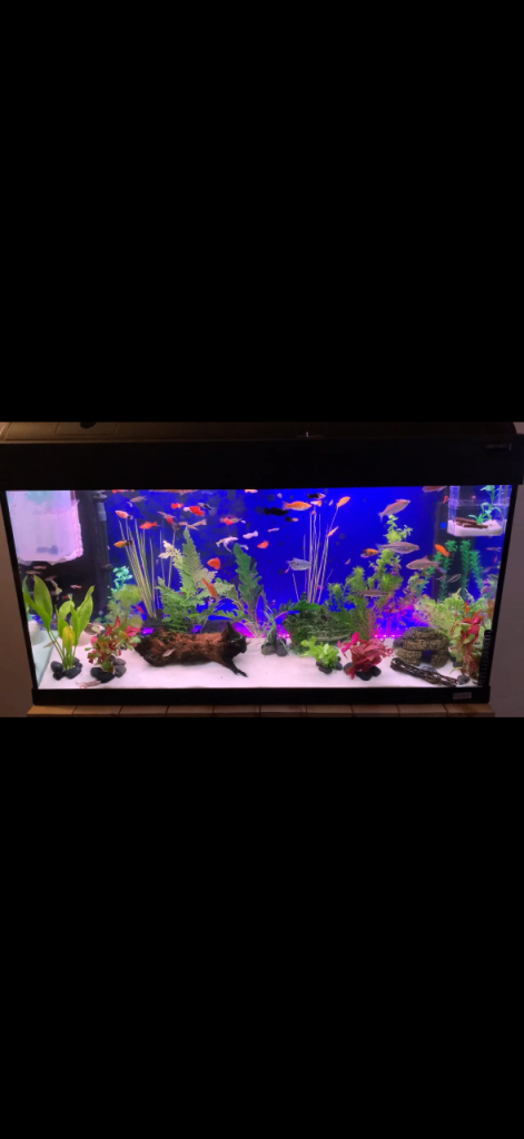Fluval 200 litre tank including all setup pumps lights etc 
