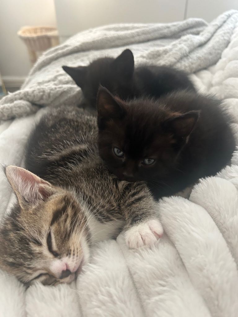 Kittens for sale