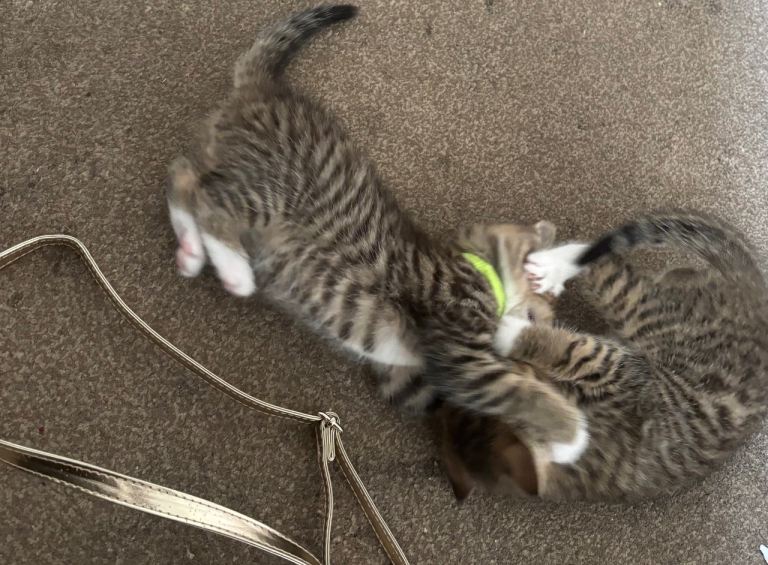 Kittens 