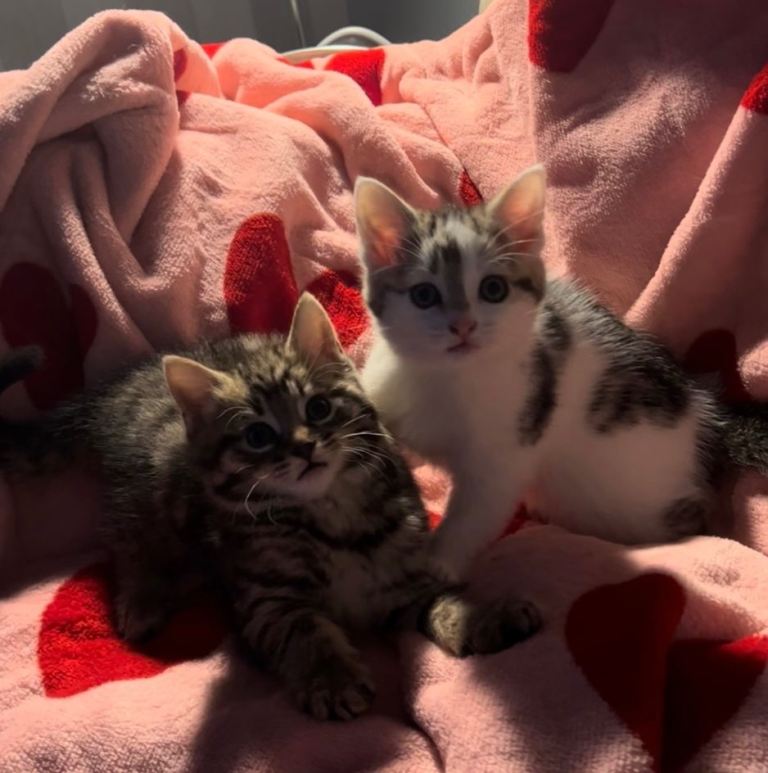 Two kittens for sale.