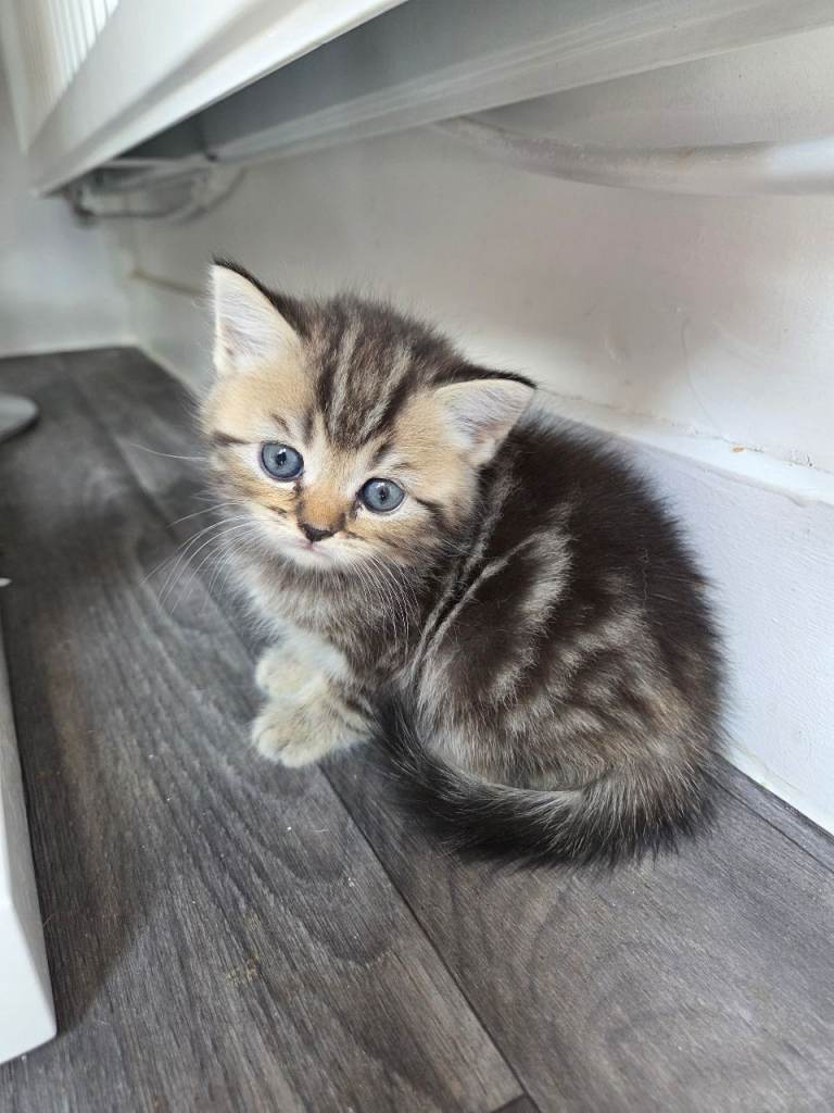 Scottish straight kittens
