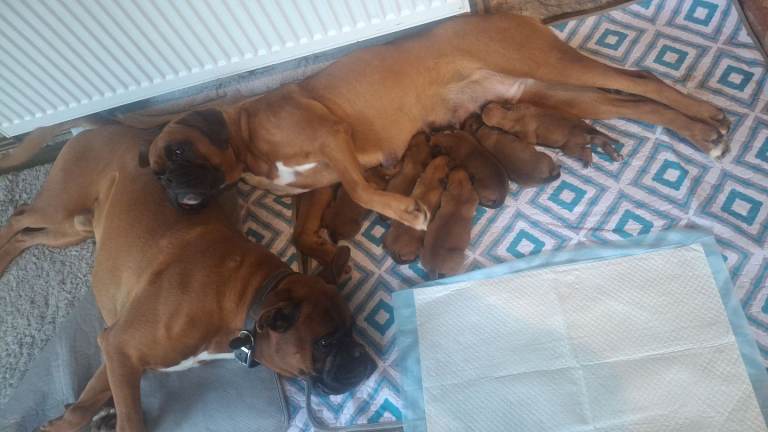Boxer puppies