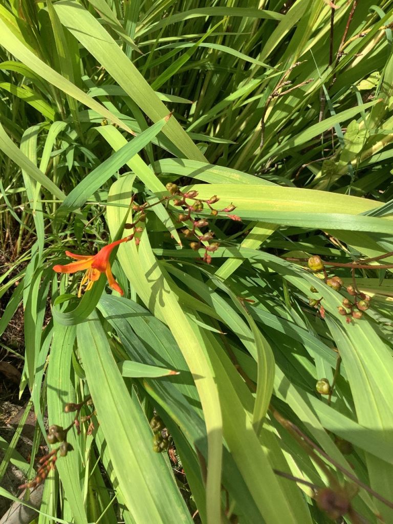 Free to collect Large 400+ bulbs/plants of crocosmia bulbs 