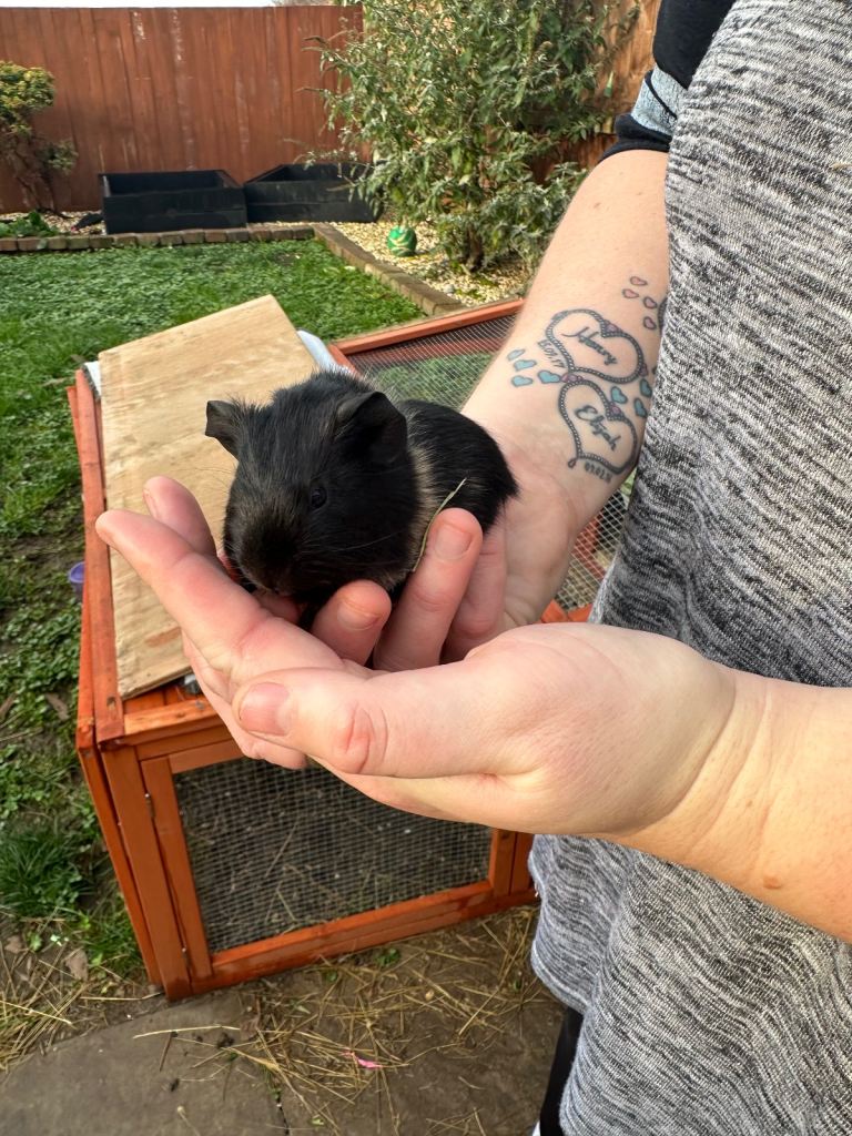 Male guinea pig babies 