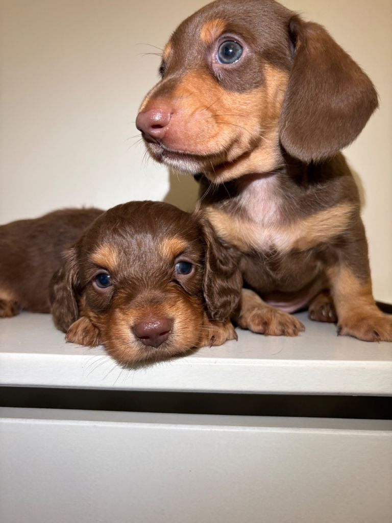 Miniature Dachshund Puppies – KC Registered – Excellent Bloodlines