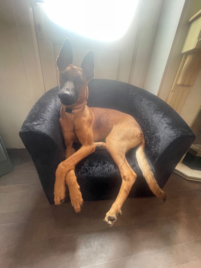Mali puppy 