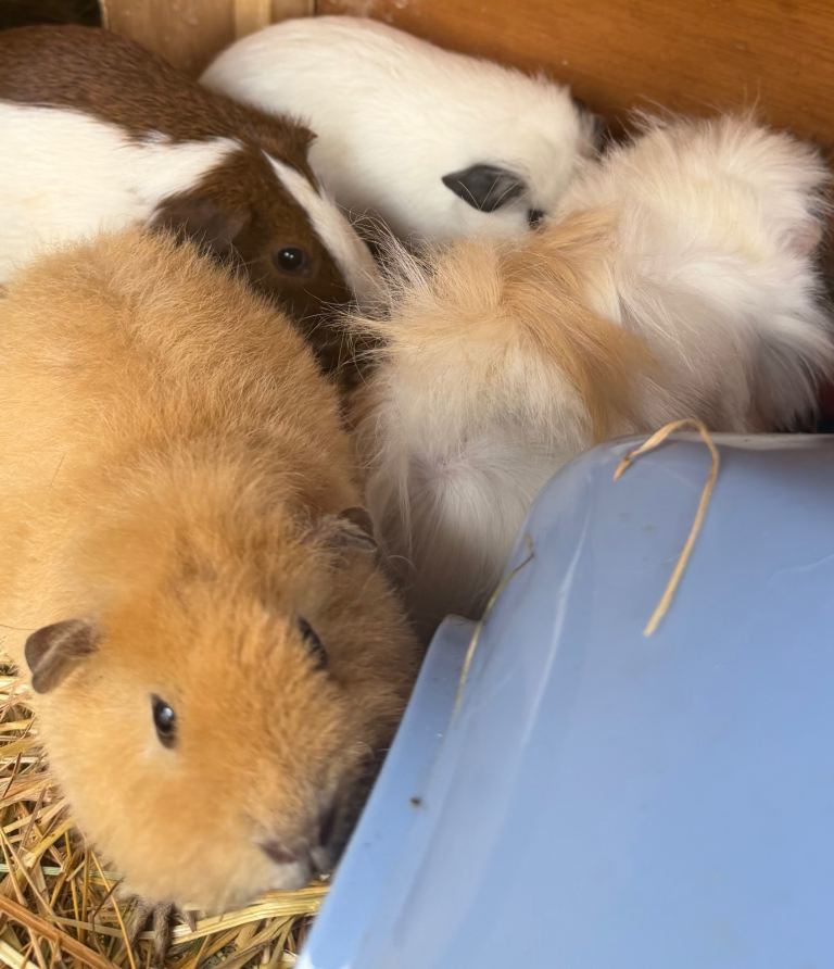 Adorable Guinea Pigs Looking for New Homes