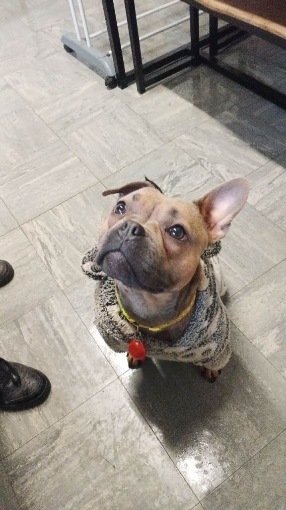 French x pocket bully