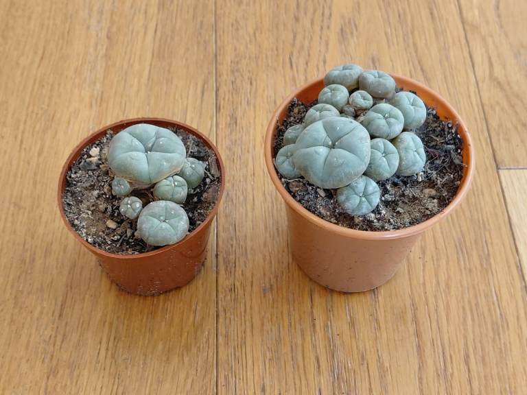 Lophophora williamsii caespitosa - peyote - rare succulent plant - cactus