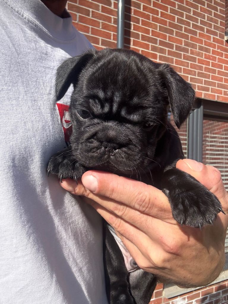 frenchie/pug puppies