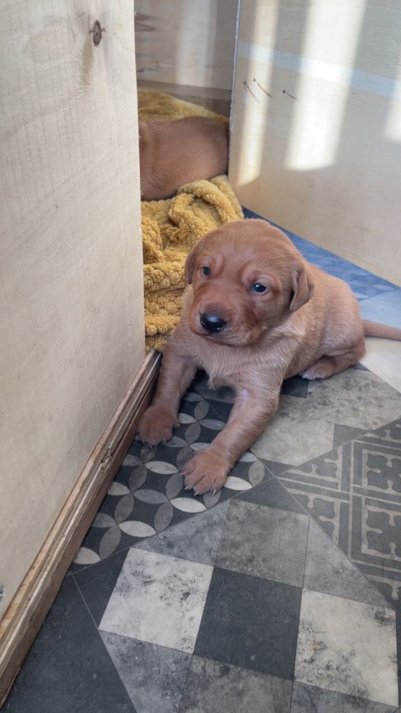 Labrador puppies