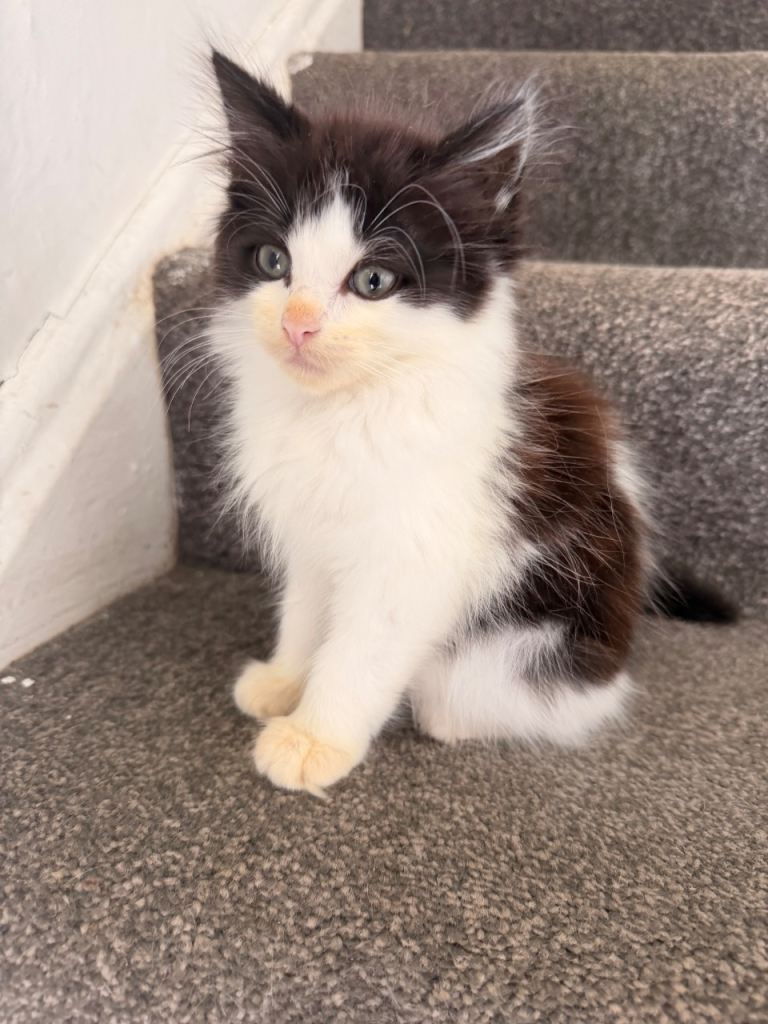 X3 beautiful kittens for sale 