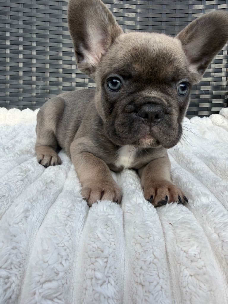 🐾 READY TO LEAVE - French Bulldog Puppies 🐾