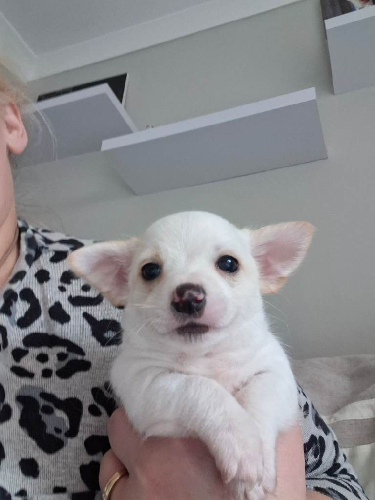 Beautiful Jack Russell puppies for sale!