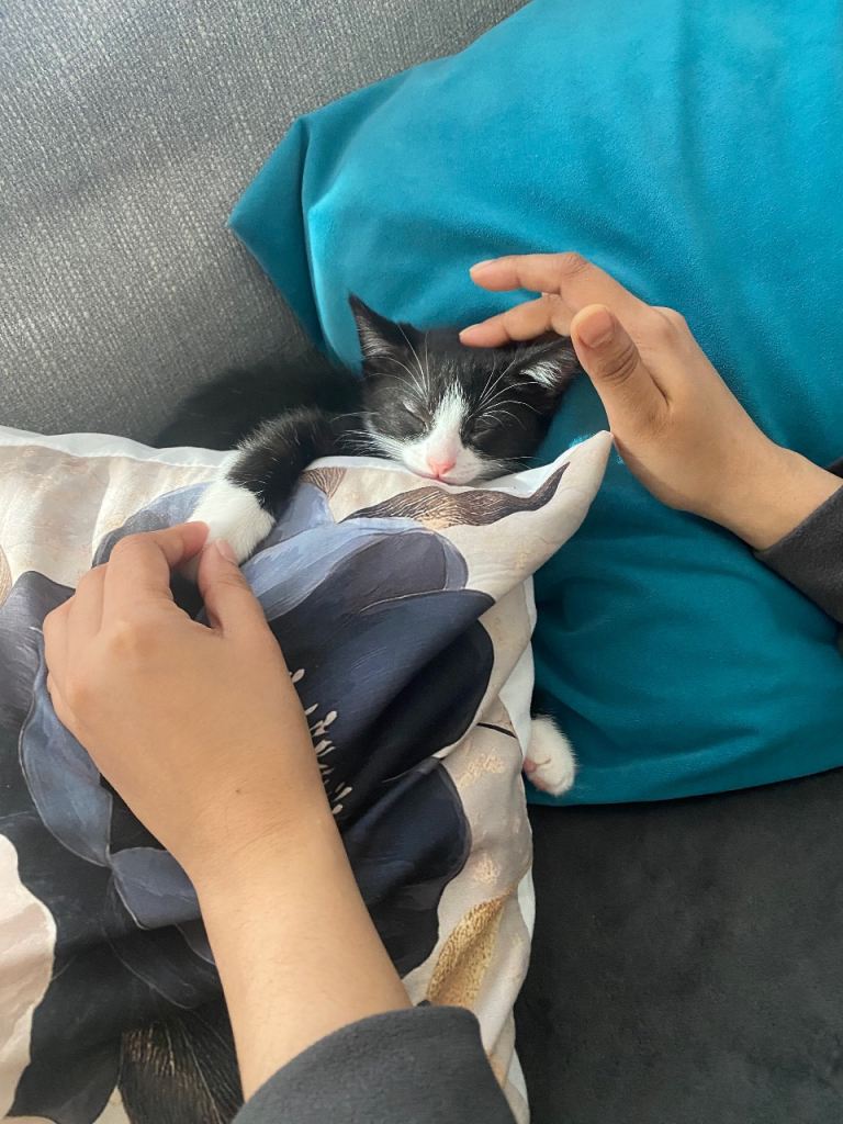 8 weeek kitten with all its belongs 