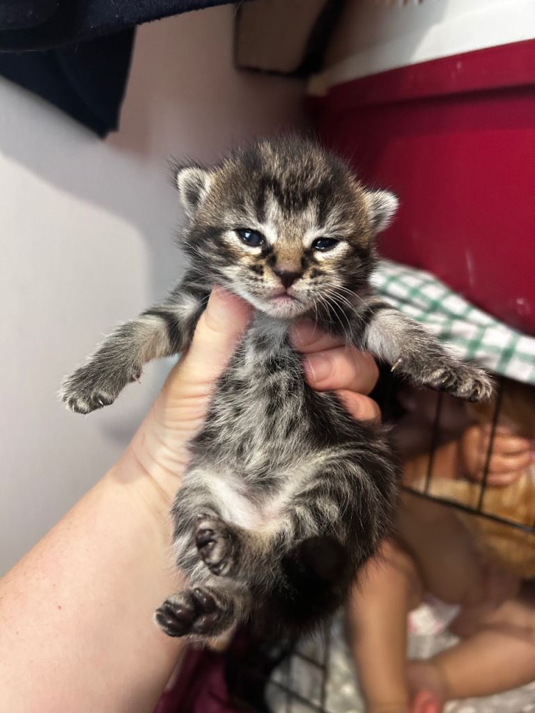 Kittens 