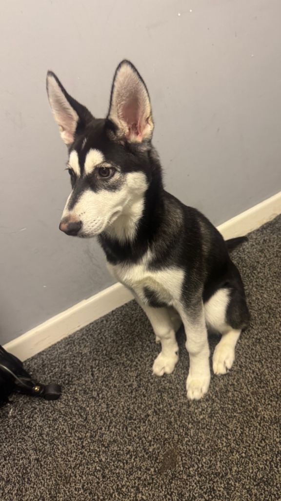 17 week old Siberian Husky Koba
