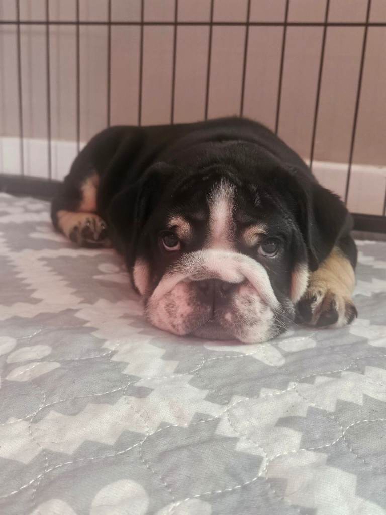  black tri english  bulldog 