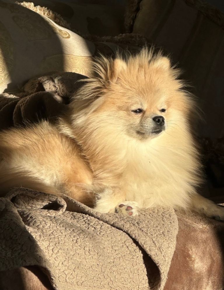 Pomeranian girl, two years old