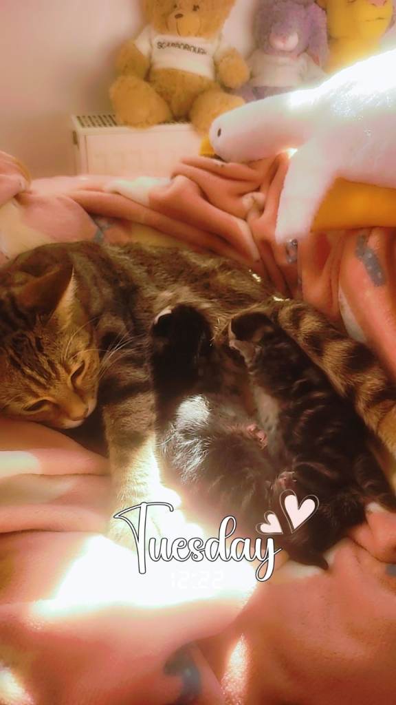 Stunning kittens tabby & pure British blue 