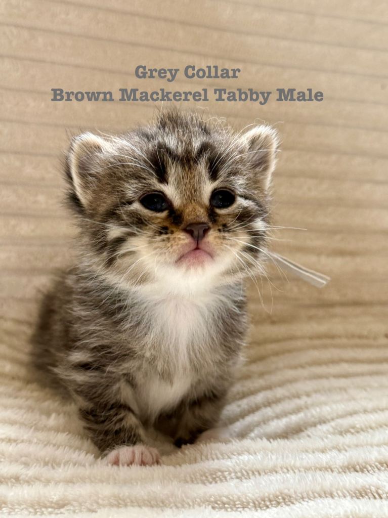 Really pretty Pedigree Siberian kittens