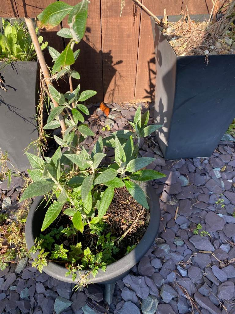 Small Buddleia plant (butterfly plant) in  pot