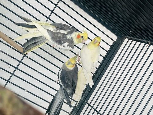 Cockatiels