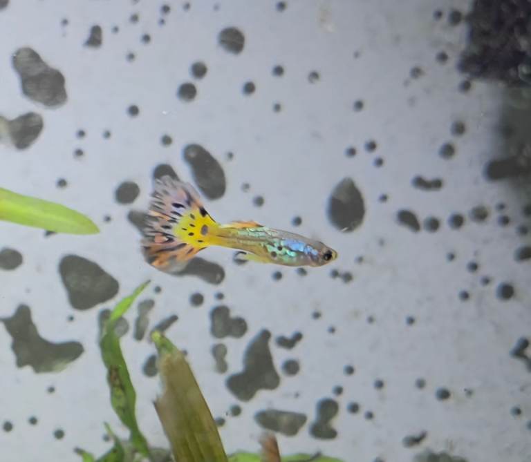 15x Guppy fish fry >2cm Guppies Tropical
