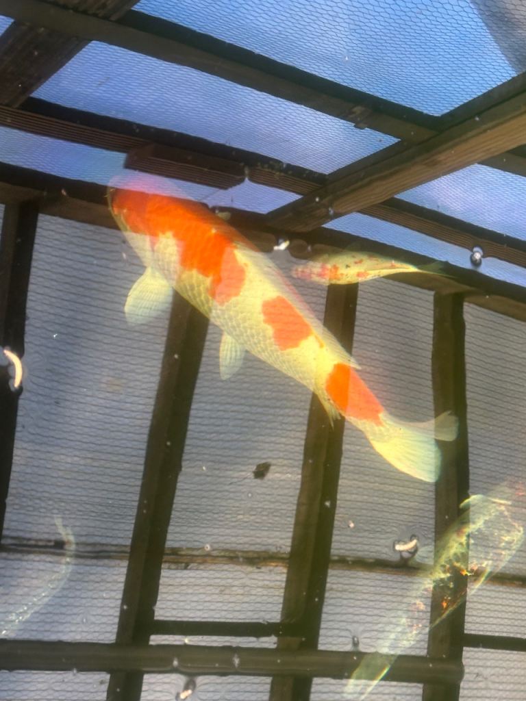 Large 2ft Japanese koi 