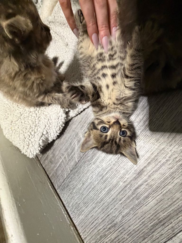 2 kittens ready for new home next week