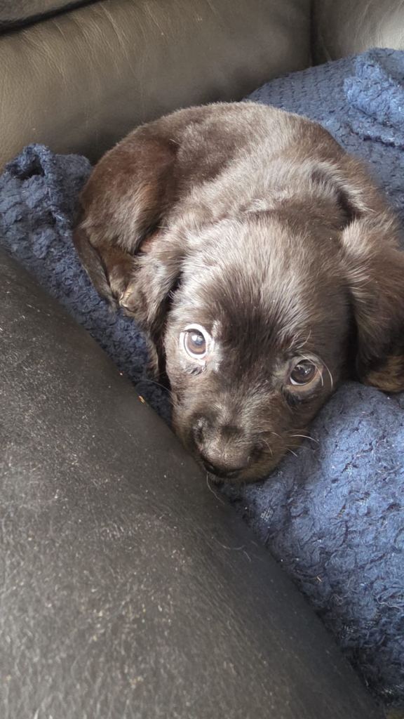 6 cavador puppies looking for forever homes 