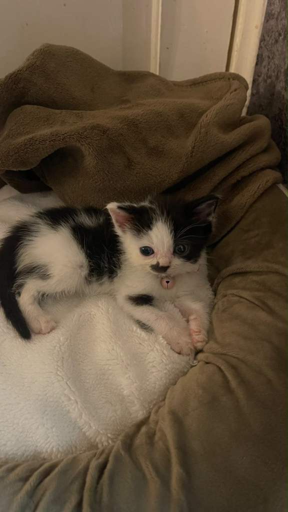 9week kitten