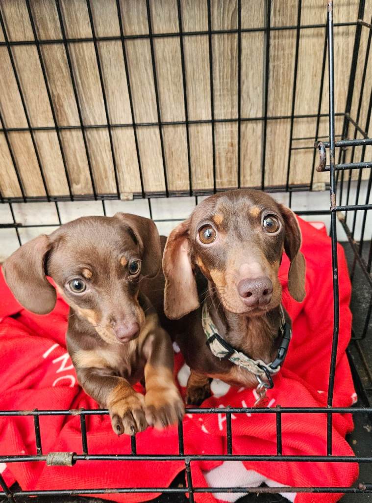 Miniature dachshund baby girl