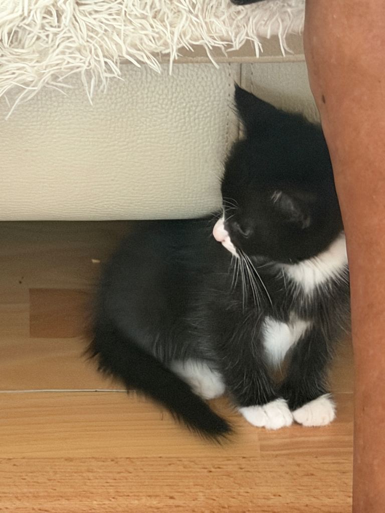 Kitten for sale 6 weeks old 