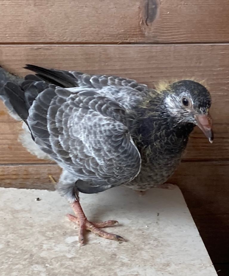 2 Young bird racing pigeons