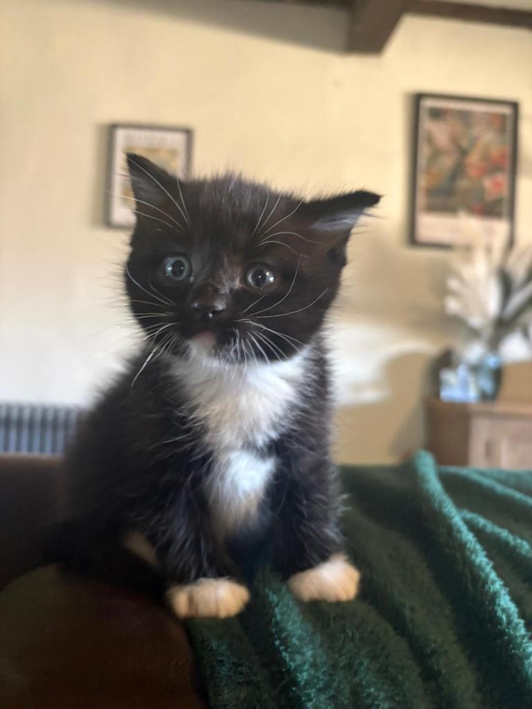 Half ragdoll kittens 