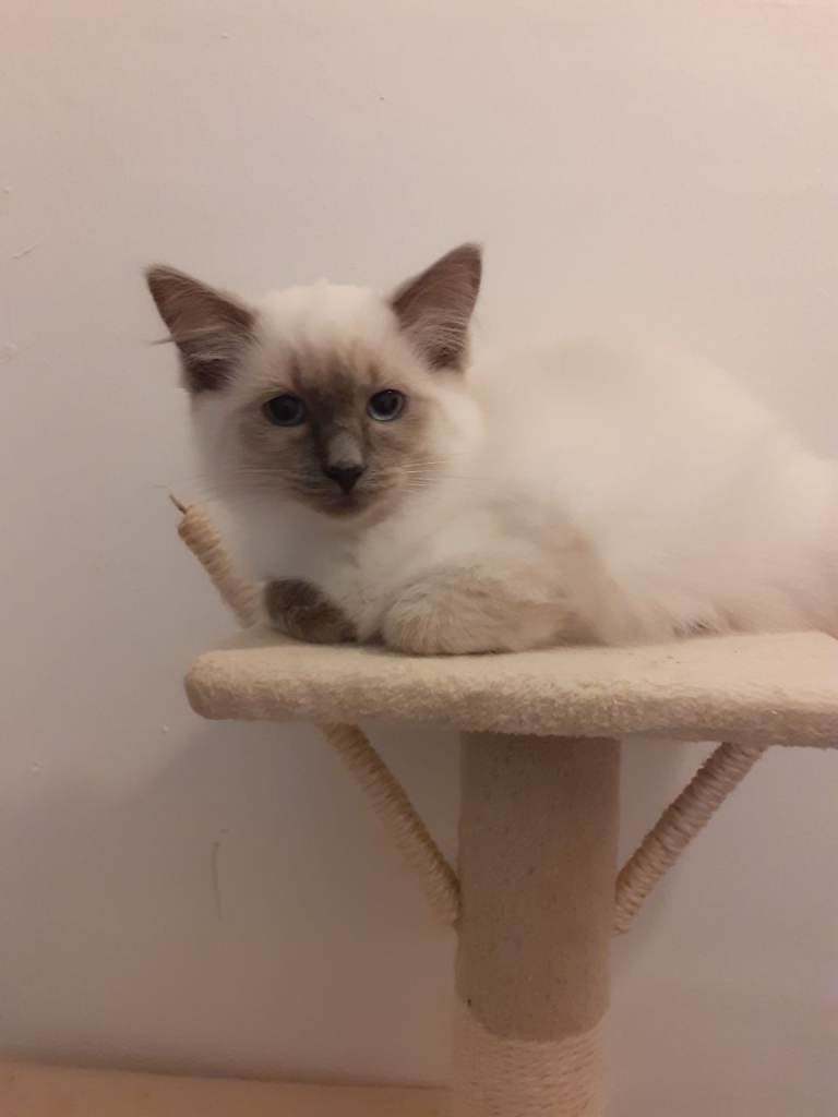 Ragdoll Kitten