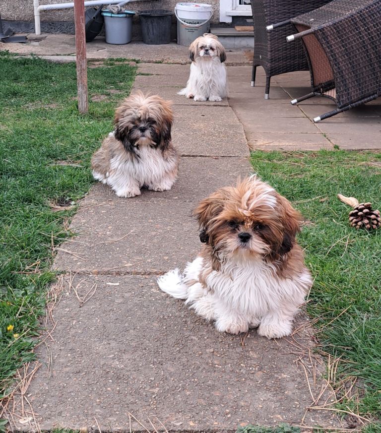 The last 2 puppies for sale 